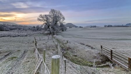 frost on pastures at sunrise - gate, frost, sunrise, pasture, fence, tree