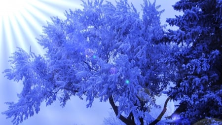 fantastic sun rays through a frosty tree - trees, winter, rays, blue, sun