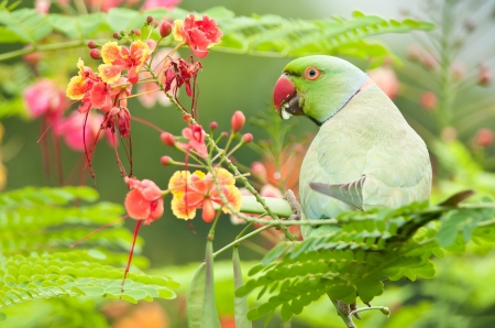 *** Colorful bird *** - animal, animals, bird, birds