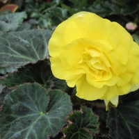 Flowers garden in greenhouse 03