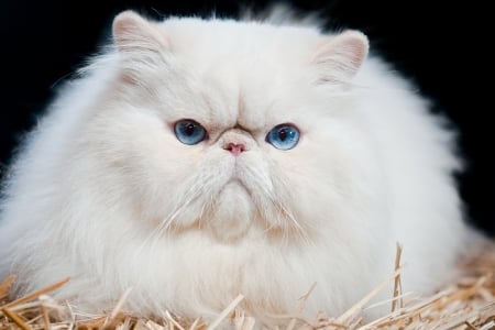 *** Fluffy white cat *** - white, animal, animals, cat, fluffy