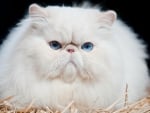 *** Fluffy white cat ***