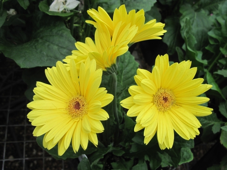 Flowers garden in greenhouse 11 - yellow, photography, green, flowers, daisy, garden