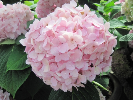 Pink Garden - pink, photography, hydrangea, green, flowers