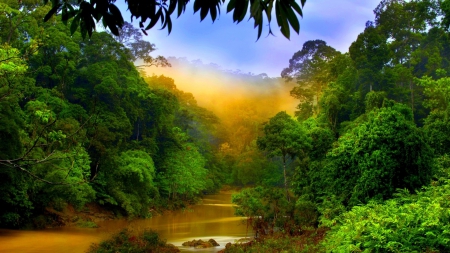 muddy river in a forest - fog, forest, mud, river