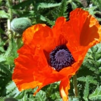 red poppies