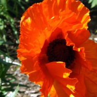red poppy