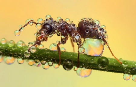 Drops on ant - ant, wallpaper, dew, cute, animals, dewdrops, hd, insects, drops, photography, macro, nature