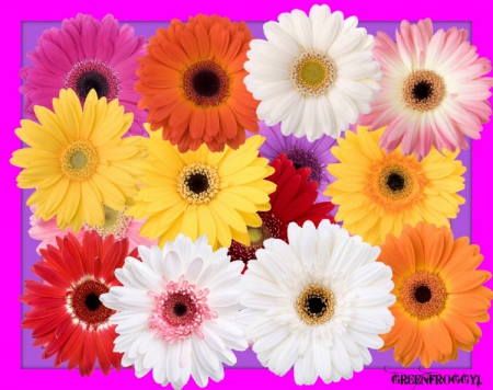 DAISIES - ART, DAISIES, ABSTRACT, FLOWERS