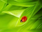 Ladybug