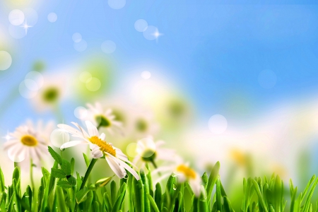 Daisy flowers - flowers, camomile, summer, daisy, sunshine, meadow, field