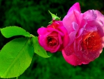 Beautiful rose