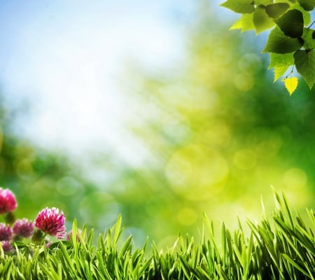 Green Spring - flowers, green, sunshine, spring, grass, clover, leaves