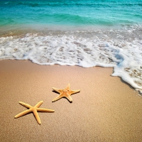 Starfishes