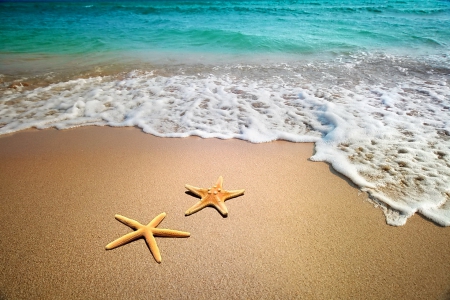 Starfishes - starfish, summer, beach, sea, sand