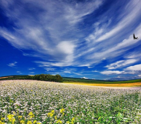 one swallow - nature, swallow, sky, fields