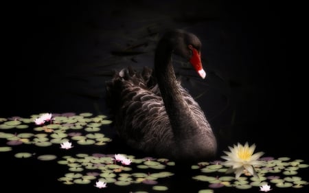 black beauty - nature, water, flowers, birds