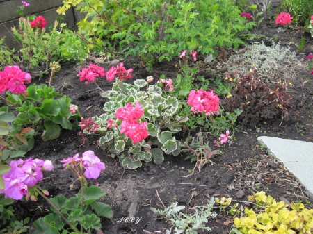 Flowers at the park - red, pink, photography, green, flowers