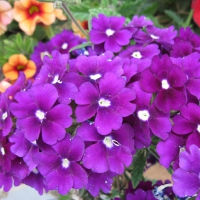 Purple Flowers at the park