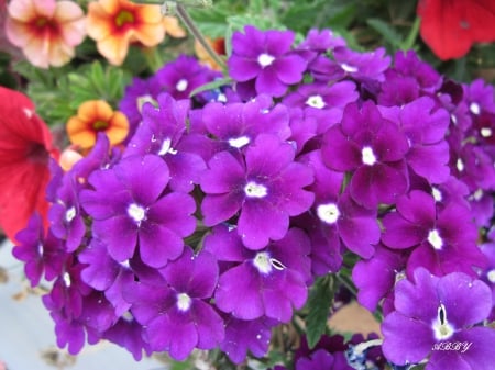 Purple Flowers at the park - purple, red, photography, orange, flowers