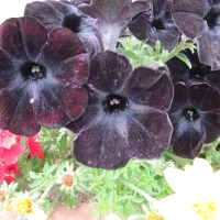 Black Flowers at the park