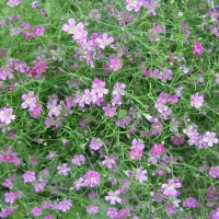 Pink Flowers at the park