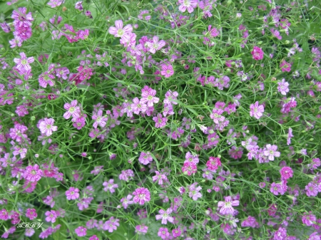 Pink Flowers at the park - flowers, photography, pink, green