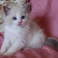 cute little ragdoll kitty