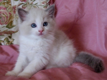 cute little ragdoll kitty - cats, kitty, animals, cute