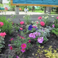 Red Flowers at the park