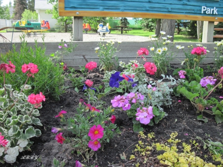 Red Flowers at the park - pink, red, photography, park, green, flowers