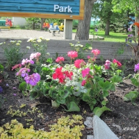 Flowers at the park