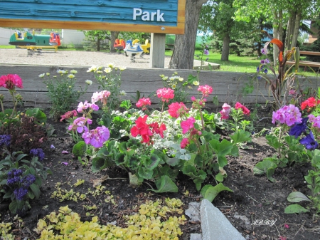 Flowers at the park - red, pink, flowers, photography, green