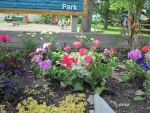 Flowers at the park