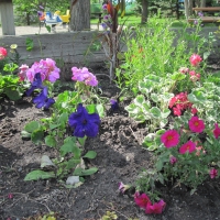 Flowers at the park