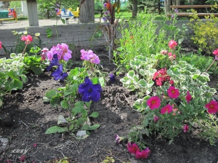 Flowers at the park - purple, red, pink, photography, green, flowers