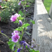 Beautiful Flowers at the park