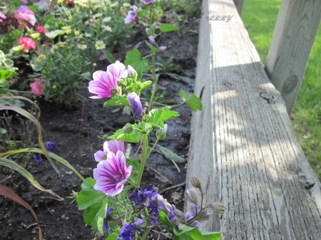 Beautiful Flowers at the park - purple, pink, flowers, photography, green