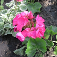 Pink Flowers at the park