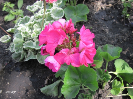 Pink Flowers at the park - green, flowers, pink, photography