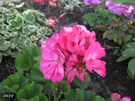 Flowers at the park - green, flowers, pink, photography