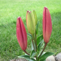 Lilium Tiny bell