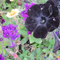 Flowers at the park in black