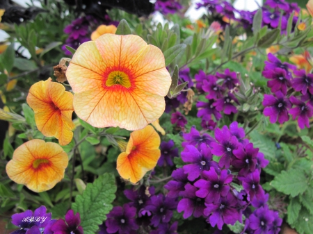 Petunias at the park - purple, flowers, photography, orange, petunias