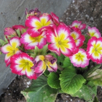 Colorful Flowers at the park