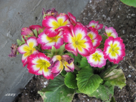 Colorful Flowers at the park - yellow, photography, red, green, flowers