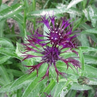 Flowers at the park