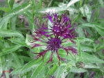 Flowers at the park