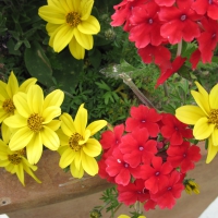 Yellow Flowers at the park