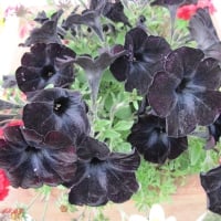 Black Petunias Flowers at the park